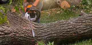 Best Tree Trimming and Pruning  in Madison, NJ