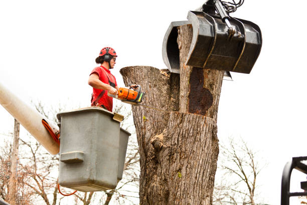 Best Tree Mulching  in Madison, NJ